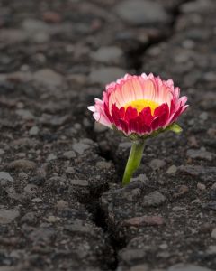 From Uncertain to Unshakable: Building Business Resilience in a Shifting World